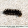 euphydryas aurinia2 larva4 chonkatau2